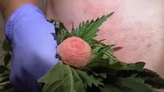 Oynat ürkek passjob