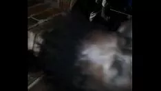 চালান তার গাধা এবং সে এটা পাড়া পেতে